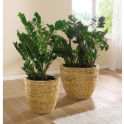 Blumentopf Hyazinthe, naturfarben, 2er Set