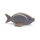 Spardose Fisch aus Holz